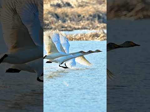天鹅的迁徙日，这一家子北迁的景象，壮观，美 #birds #wildlife #nature