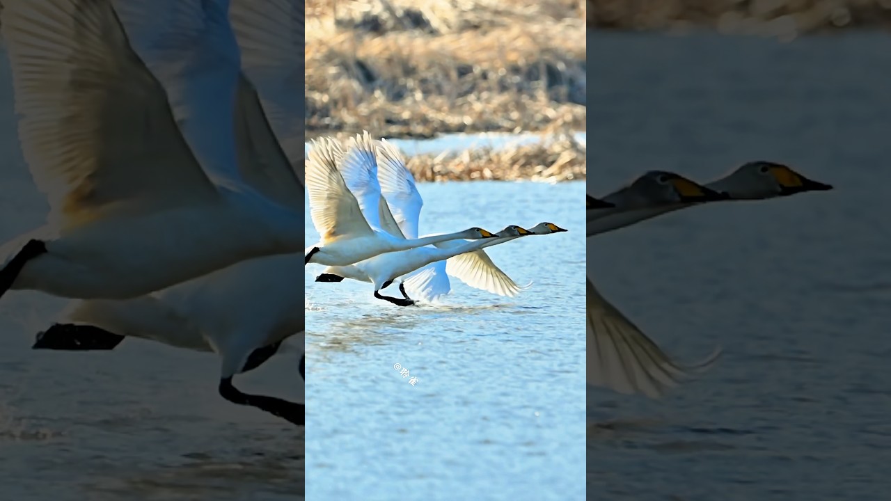 天鹅的迁徙日，这一家子北迁的景象，壮观，美 #birds #wildlife #nature