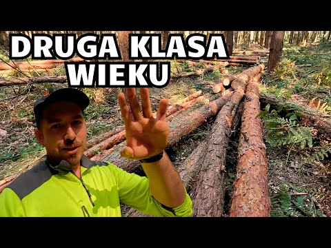 Zwykły dzień w lesie ODC 1 || SEZON 2 || Druga klasa wieku