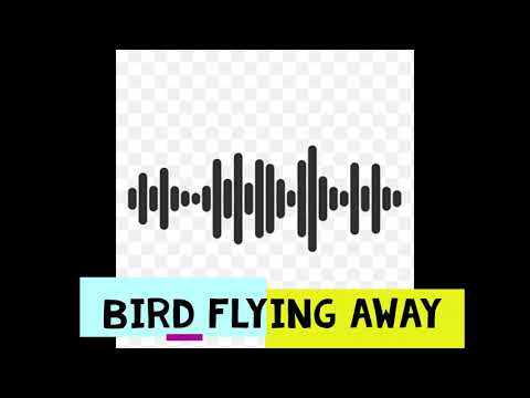 Bird flying away | Sound effect/ clip | Royalty free | HD