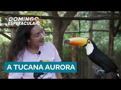 Projeto em Minas Gerais transforma vida de aves resgatadas e emociona na internet