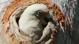 Download lagu MASTERAN GACOR & PIKAT BURUNG KAKAK TUA RAWA SUARA PANCINGAN | KICAU SUARA BURUNG mp3