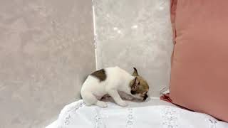 チワワ（スムース）の動画01