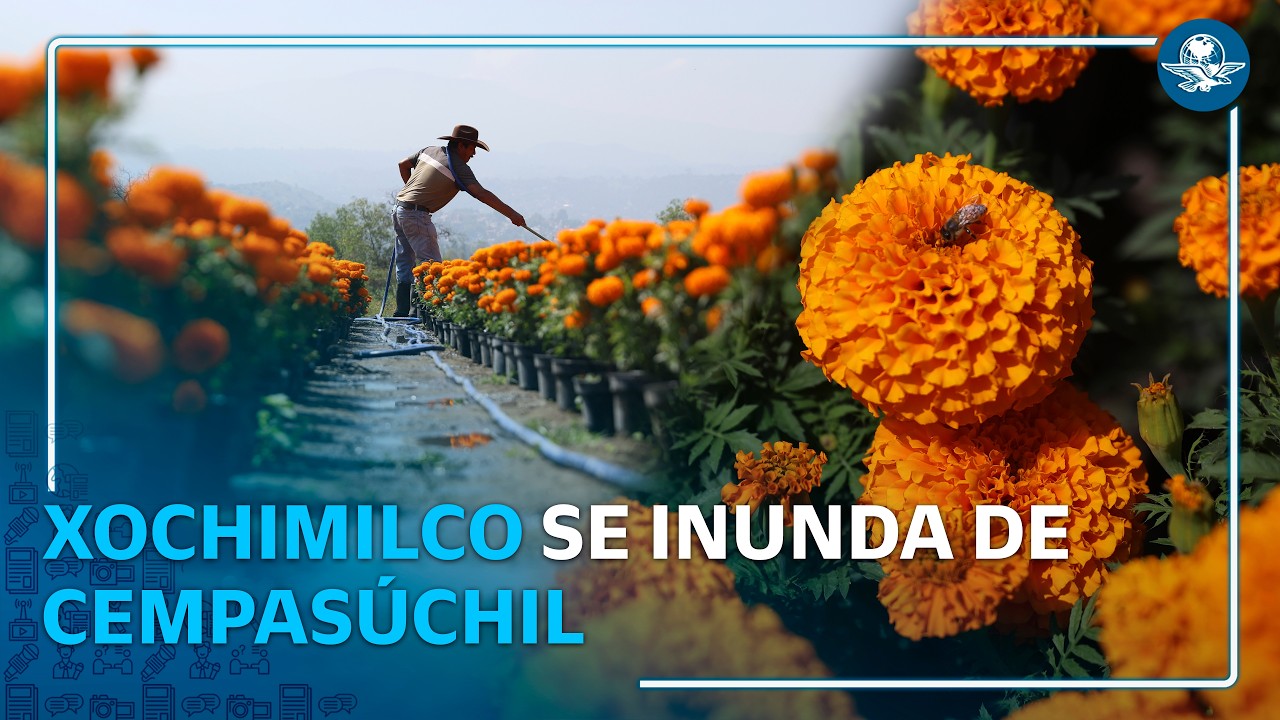 Cultivan cempasúchil mexicano que enfrenta a la flor china rumbo al Día de Muertos