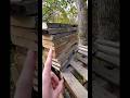 Building a tree fort out of scrap wood #shorts