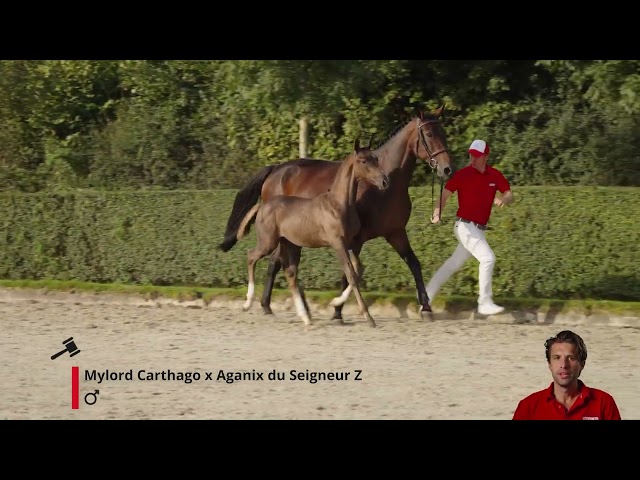 Mylo v/d Berghoeve Z