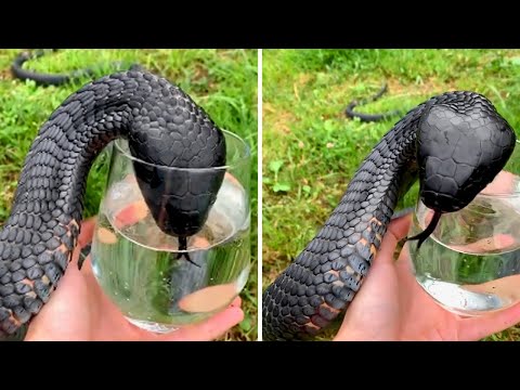 35 Tiere, die Menschen um Hilfe baten!