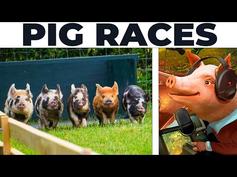 Pig Race FINALS for a Double Championship!!!