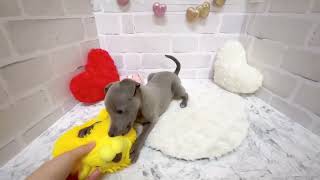 イタリアングレーハウンドの動画02