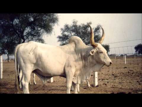 download lagu mp3 mp4 Firin In Fouta, download lagu Firin In Fouta gratis, unduh video klip Firin In Fouta