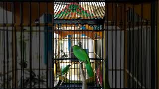 Download lagu SUARA KHAS CUCAK HIJAU KALIMANTAN mp3