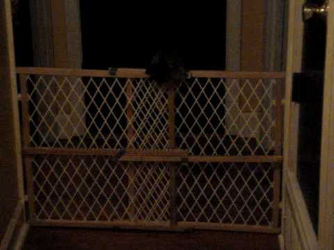 The Great Escape of Sol-leks