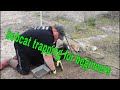 bobcat trapping for beginners HOW TO
