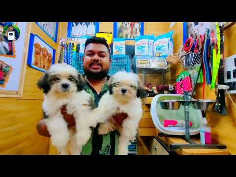 DOG PUPPY SHOP GALIFF STREET PET MARKET | Price শুনে Surprise হয়ে যাবেন | KOLKATA PET SHOP
