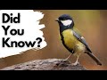 Things You Need To Know About GREAT TITS