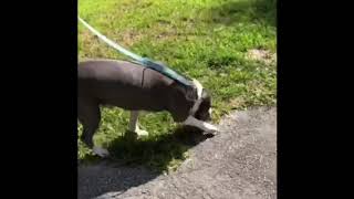 Video preview image #1 Staffordshire Bull Terrier Puppy For Sale in Weston, FL, USA