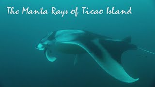 preview picture of video 'The Manta Rays of Ticao Island'