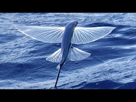 Flying fish with amazing skills to escape sea predators