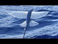 Flying fish with amazing skills to escape sea predators