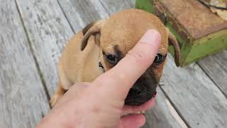Video preview image #1 Pug-Unknown Mix Puppy For Sale in Bandera, TX, USA