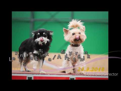 Sisinka a Leylinka / Agility trénink / 23. 3. 2018