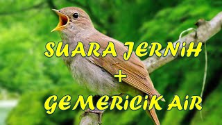 Download lagu MASTERAN SIKATAN LONDO suara jernih durasi panjang dan rapat dengan gemericik air mp3 Download lagu MASTERAN SIKATAN LONDO suara jernih durasi panjang dan rapat dengan gemericik air mp3