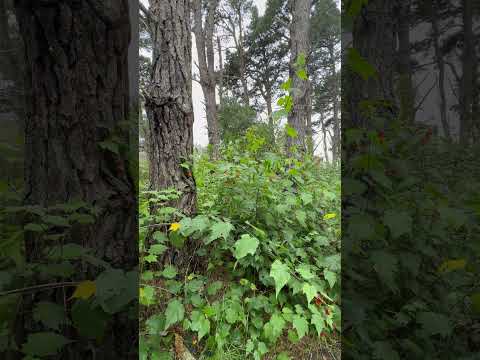 Cárcavas, Punta Rubia - Rocha, Uruguay.  #carcavas #erosion #geology