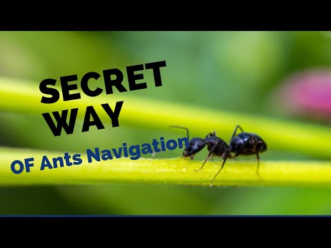 The secret way of Ants Navigation II Ants colony