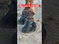 Big Lick Is ABUSE Biglickattack Biglick JusticeForAll Twhbea Twhabuse Tennessee Horses