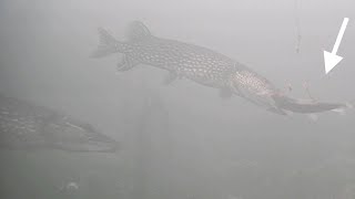 MUSKIE, PIKE & BASS! Ice Fishing with GIANT Sucker Minnow