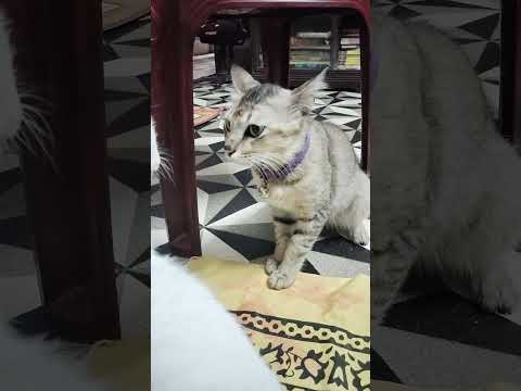 crazy cat #calover #cats  #youtubevideos