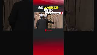 自民 コメ価格高騰 対策急ぐ #shorts #コメ #米 #自民党 #備蓄米