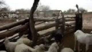 preview picture of video 'Cabras y ovejas volviendo al corral.'