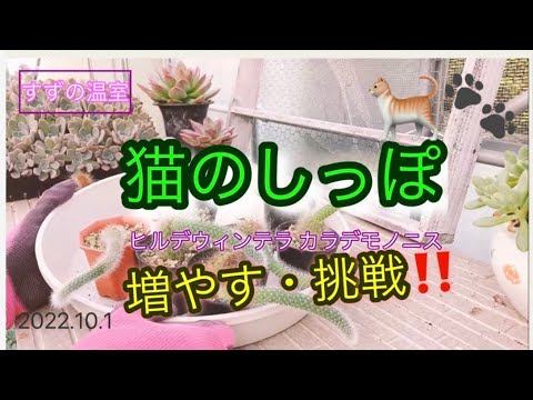 猫のしっぽの植物 植物