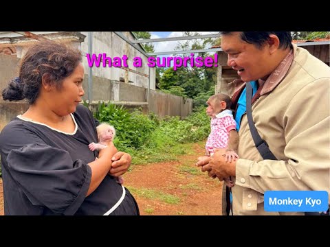 OMG! Monkey Kyo accidentally meets a newborn baby monkey — and the unexpected happens!