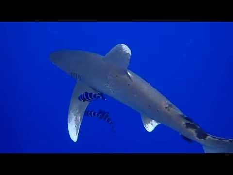 Close Encounter with a Longimanus (Oceanic White Tip)