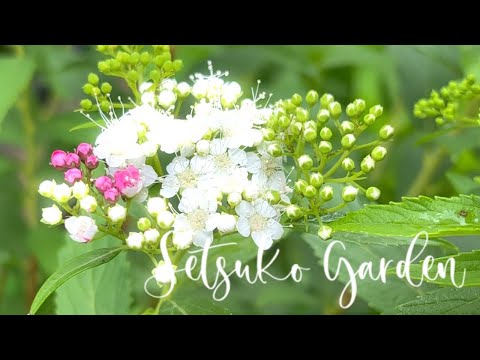 ピンクシモツケ 植物