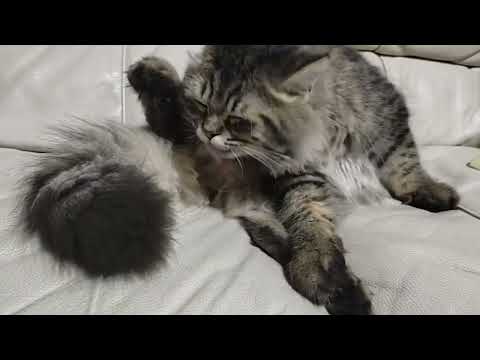 When Cat is Bored || Self Grooming #cute cats #cute cats and kittens #self grooming