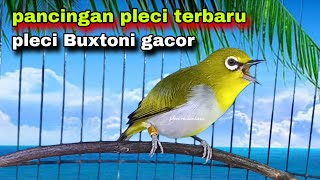 Download lagu Suara Burung Pleci Gacor Ngalas Ngerol Nembak,Bikin Pleci Buxtoni Gacor mp3