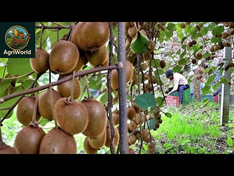 Amazing Kiwi farming in New Zealand | Kiwi farming 