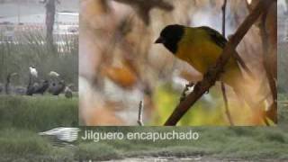 preview picture of video 'Observacion de aves en los Pantanos de Villa.wmv'