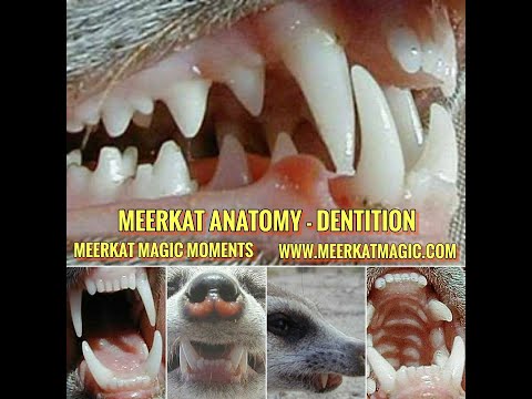 MEERKATS ATTACK FOX ☆ OTOCYON MEGALOTIS VERSUS MEERKATS ☆ MEERKAT MAGIC MOMENTS ☆ THE MEERKAT MAN ☆