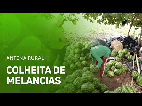 Capital da Melancia: agricultor inicia colheita de variedades em Jatobá do Piauí