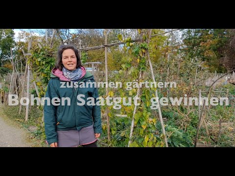 zusammen gärtnern: Bohnen Saatgut gewinnen
