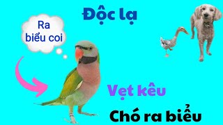 499🦜 pink chest talks super well, duck understands human language