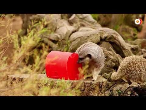 London Zoo's meerkats post Christmas wishes