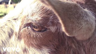 Laura Veirs – “Creatures of a Day”