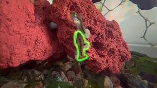 Adorable Least Killifish male