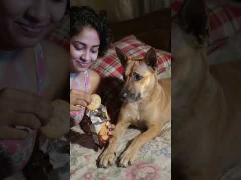 #dogloveryoutubechannel