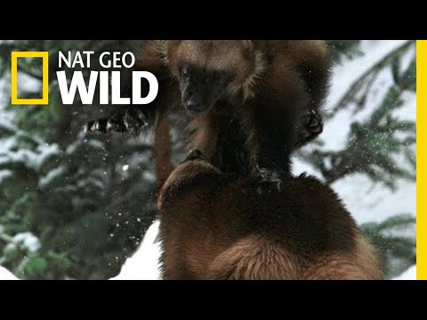 A Wolverine Showdown | Alaska's Deadliest